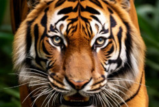 Warga Tebo Resah! Harimau Muncul di Pinggiran Bukit 30, Kepala Desa Keluarkan Imbauan Darurat