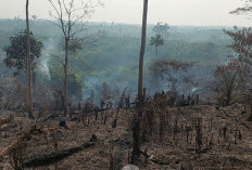 Dua Perusahaan di Tebo Jadi Penyumbang Kabut Asap 