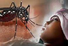 Waspada DBD saat Musim Pancaroba, Pemkab Minta Warga Lakukan Antisipasi