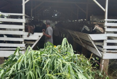 Berkat CSR SKK Migas PetroChina, BUMDes Terjun Gajah Sejahtera Lewat Budidaya Kambing Etawa