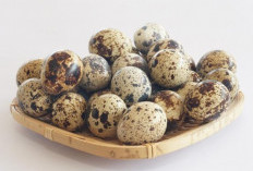 Bukan Sekadar Cantik! Terungkap Alasan Ilmiah Kenapa Telur Puyuh Bercorak dan Tak Pernah Sama