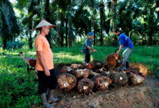 Harga Sawit Sempat Tertekan, PTPN IV PalmCo Jaga Serapan TBS Petani Sesuai Aturan