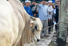 Bupati Anwar Sadat Serahkan Sapi Kurban Bantuan Presiden RI di Masjid Raya Al Muttaqin