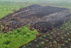 Karhutla Muarojambi Meluas, 18 Kasus dengan total 37,95 Hektare Lahan Terbakar