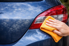 Cat Mobil Berjamur? Ini Cara Efektif Membersihkannya Tanpa ke Salon