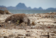 Keren! Pulau Komodo Jadi Salah Satu Destinasi Terbaik Dunia 2026