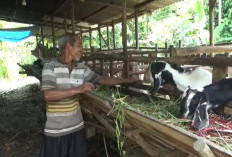   Penjualan Kambing Kurban di Muaro Jambi Lesu,  Harga  Sapi Masih Stabil 