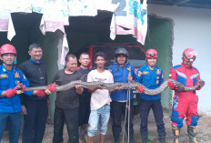 Ular Sanca Kerap Masuk Pemukiman Warga, Petugas Damkar : Dua Hari Berturut Turut 