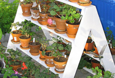 Gak Pake Ribet! 11 Desain Taman Toga Keren Ini Siap Bikin Rumah Auto Asri dengan Bermodalkan Pot Kecil