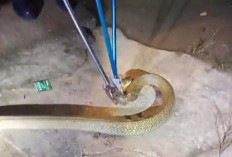 Heboh Malam Lebaran! Ular Kobra Tiba-Tiba Masuk Rumah Warga Muaro Jambi, Evakuasi Dramatis Bikin Tegang