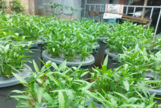 Uang Dapur Utuh! Ini Cara Cerdas IRT Panen Sayur dan Ikan Sendiri untuk Pangkas Belanja dengan Budikdamber