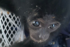 Terbongkar! Pedagang Satwa Dilindungi Diciduk Polisi di Jambi, 2 Siamang Jantan Diselamatkan