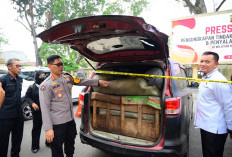 22.800 Liter Minyak dan BBM Diamankan Polda Jambi dalam Sepekan, 8 Orang Jadi Tersangka