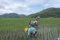5.200 Desa Terjangkau, Desa Manemeng Jadi Bukti Nyata Sukses Program Desa BRILiaN BRI Berbasis Potensi Lokal