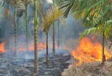 Lima Kecamatan di Muaro Jambi Jadi Prioritas Pengawasan Karhutla, Warga Diminta Waspada