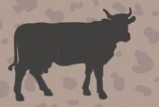 Wow! 12 Sapi Jumbo Bantuan Presiden Prabowo Subianto Siap Masuk Jambi, Bobotnya Tembus 1 Ton per Ekor