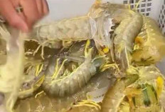 Berkah Kemarau Bagi Nelayan di Tanjab Timur, Tangkapan Udang Meningkat